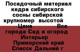 Посадочный материал кедра сибирского (сосны сибирской) крупномер, высотой 3-3.5  › Цена ­ 19 800 - Все города Сад и огород » Интерьер   . Приморский край,Спасск-Дальний г.